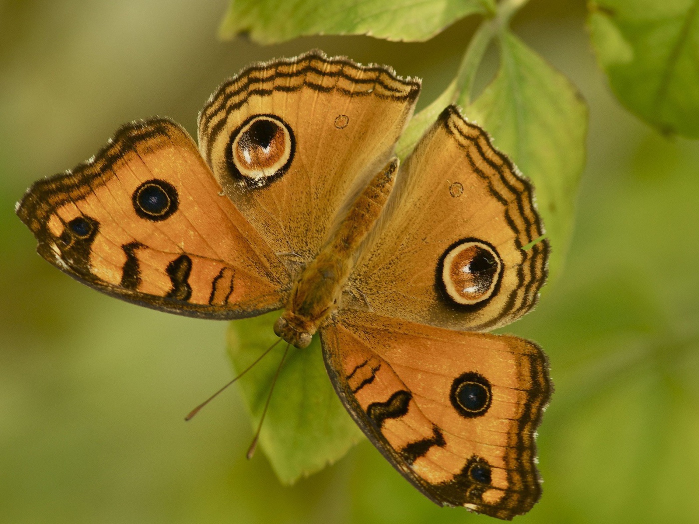 Бабочка на листе