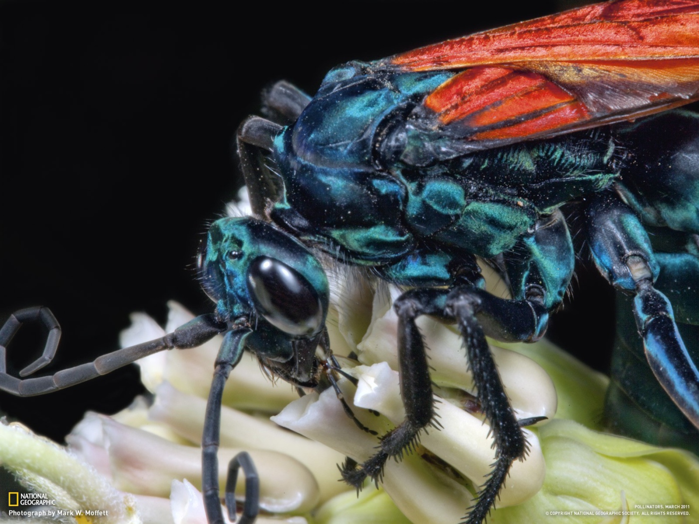 Муха крупным планом