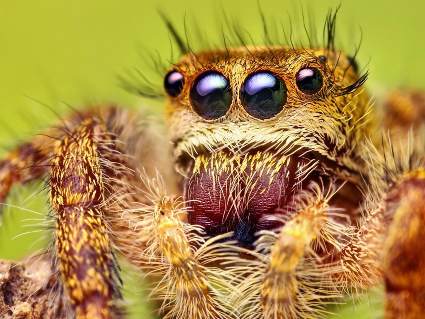 Взгляд паука