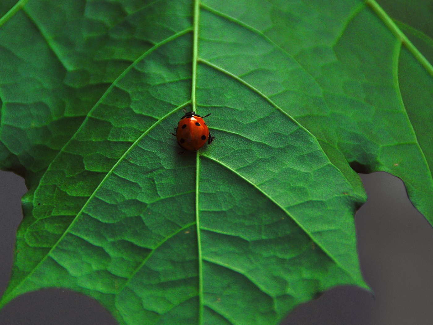 Божья коровка на клене