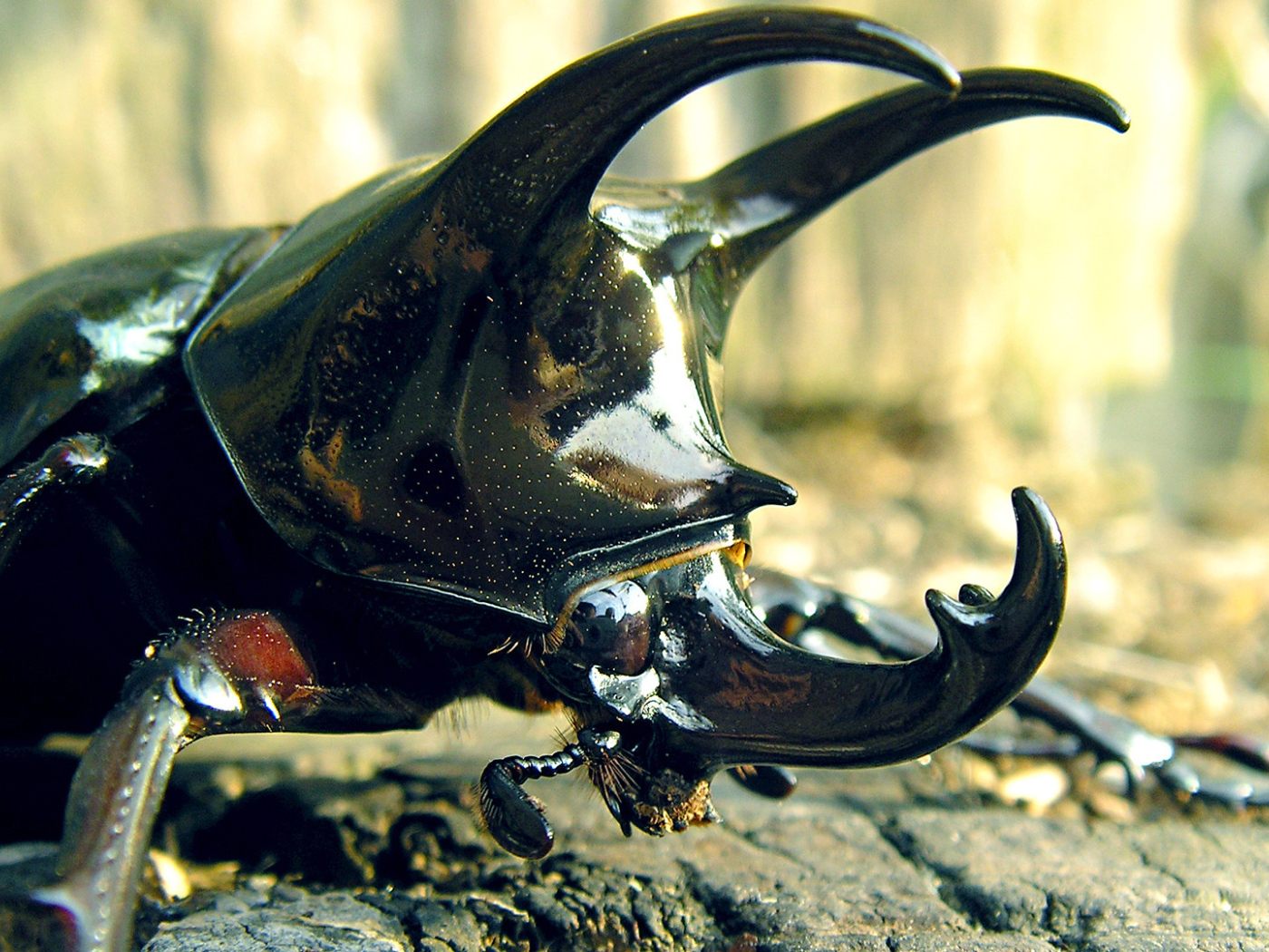 Большой рогатый жук