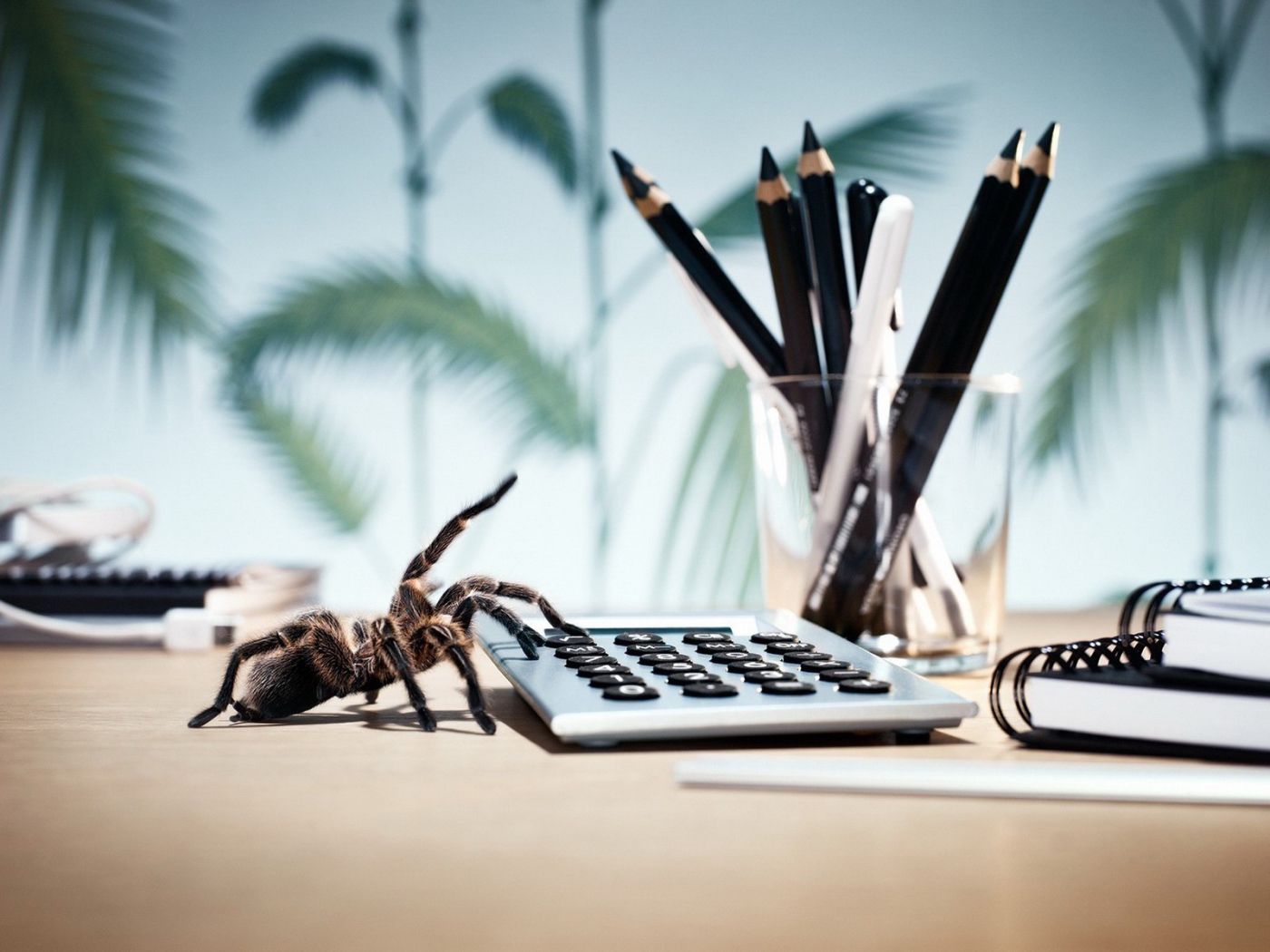 Паук у калькулятора