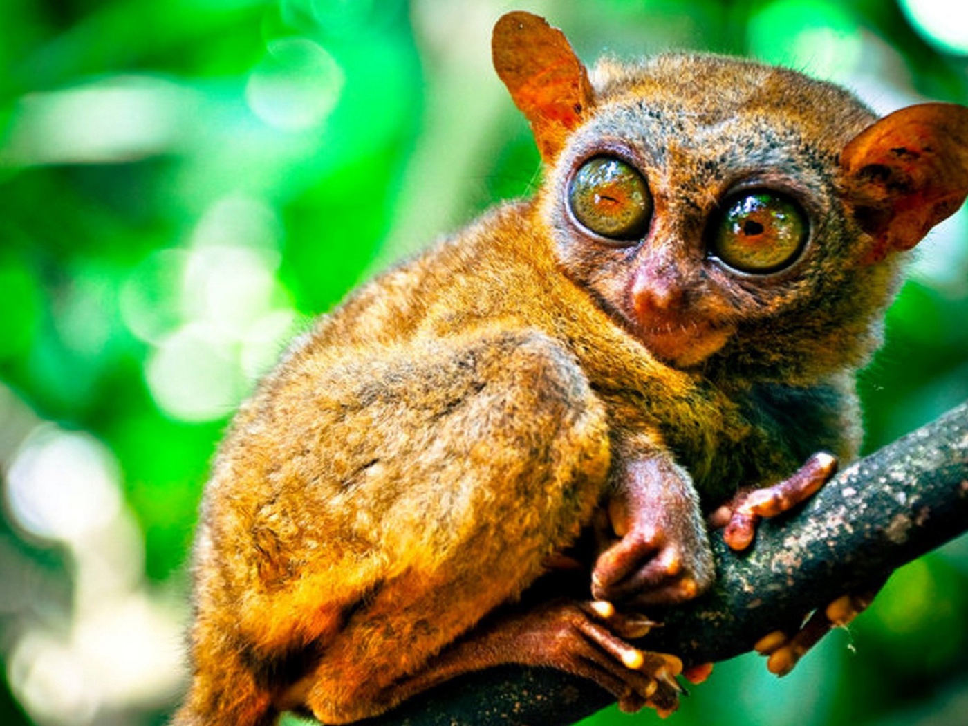 Животное из Малазии