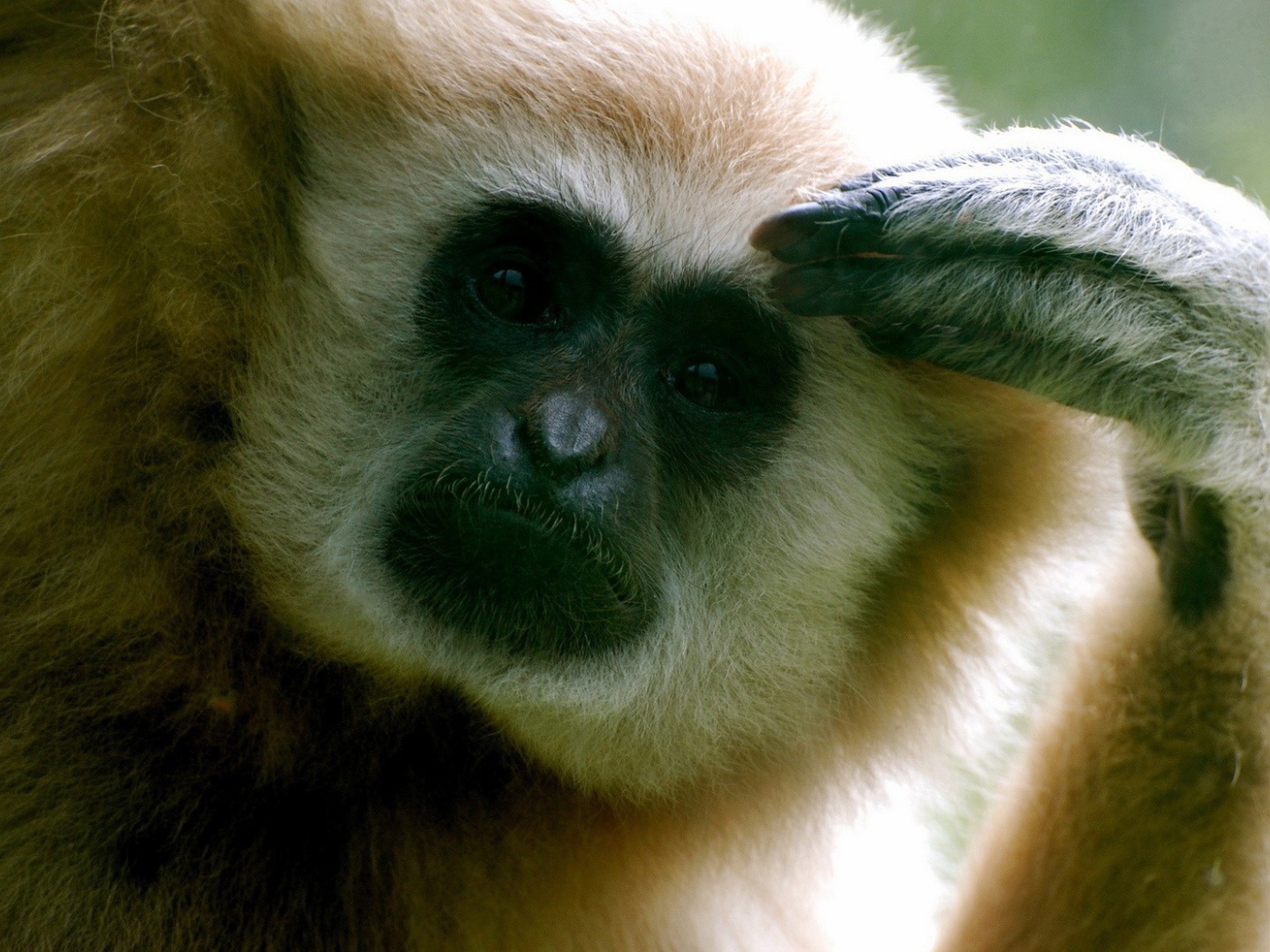 Обезьяна думает