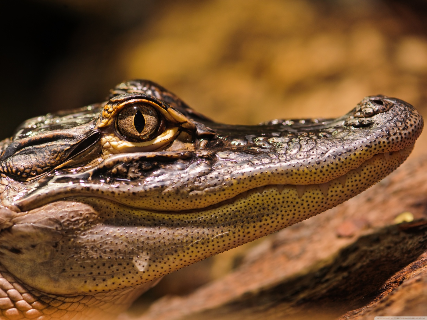 Американский аллигатор