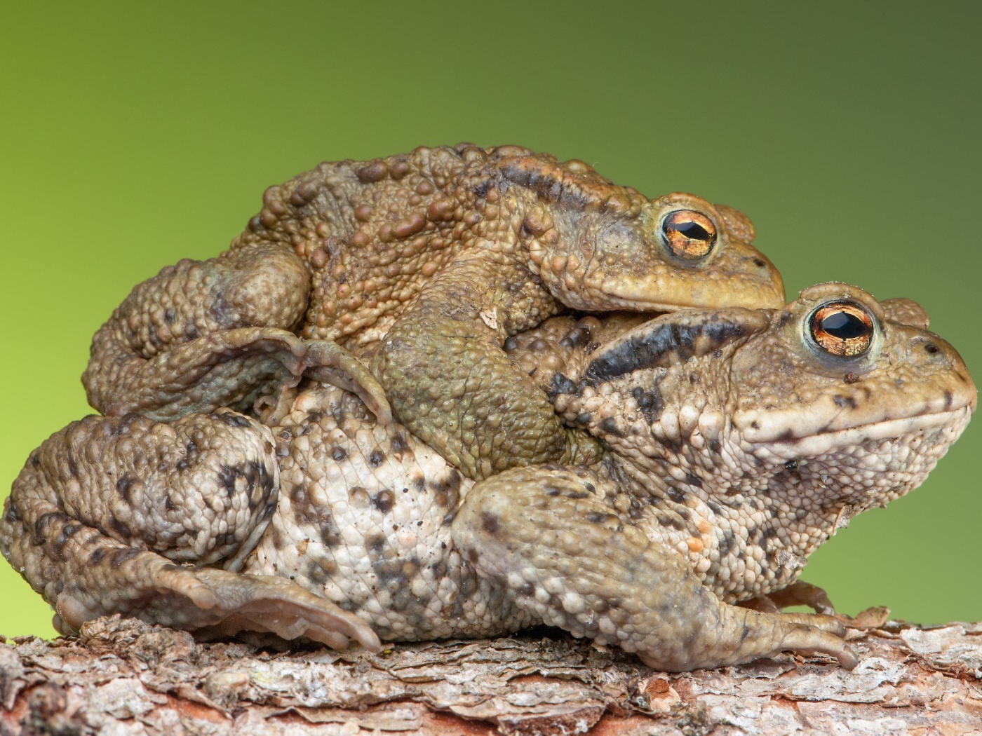 Милая парочка