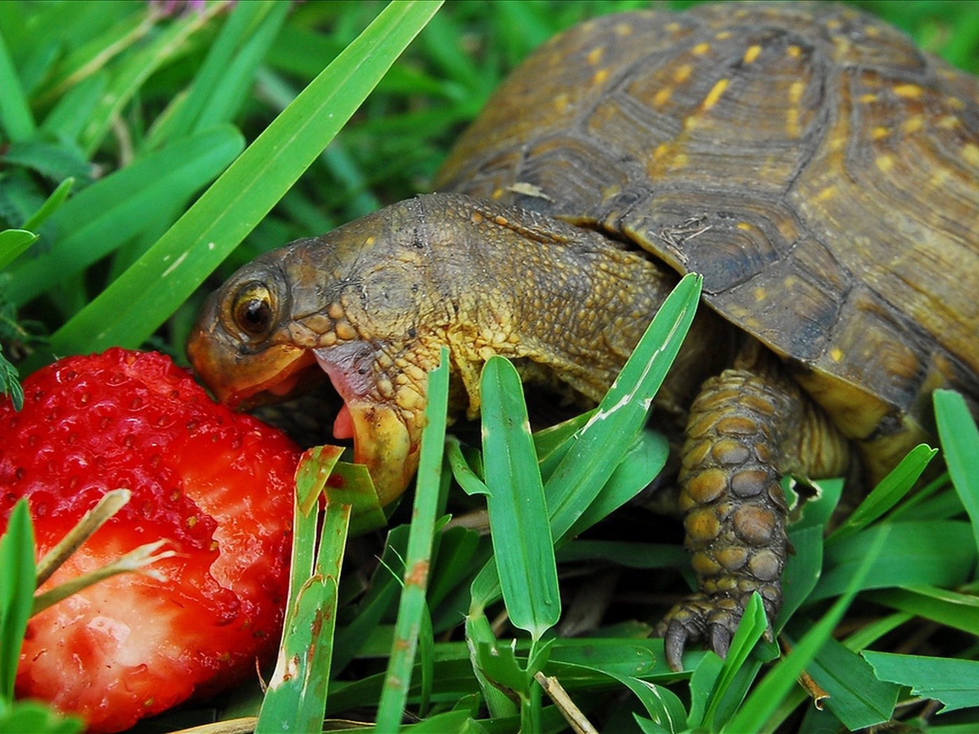 Turtle with berry