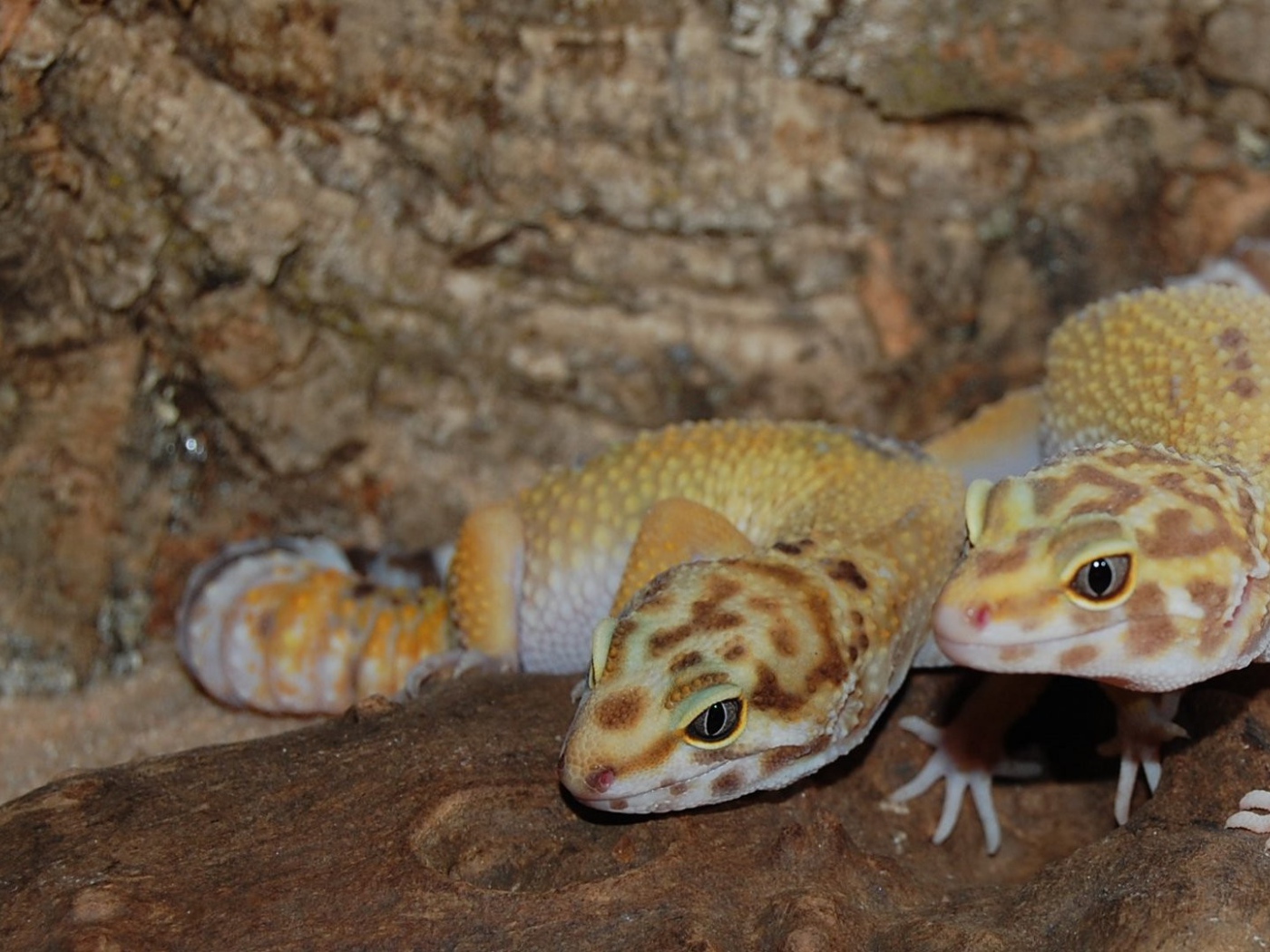 Две ящерицы