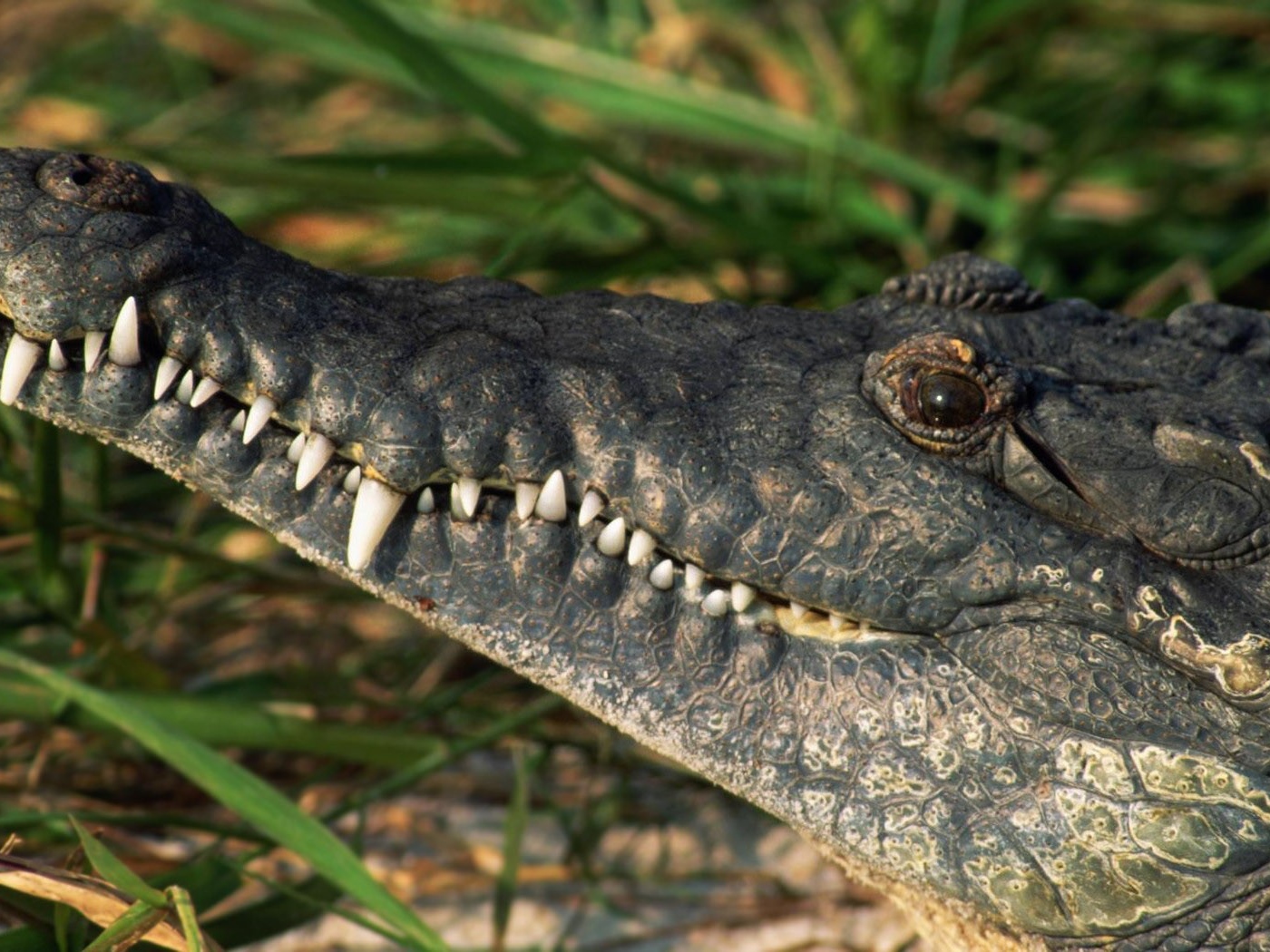 Белые зубы крокодила