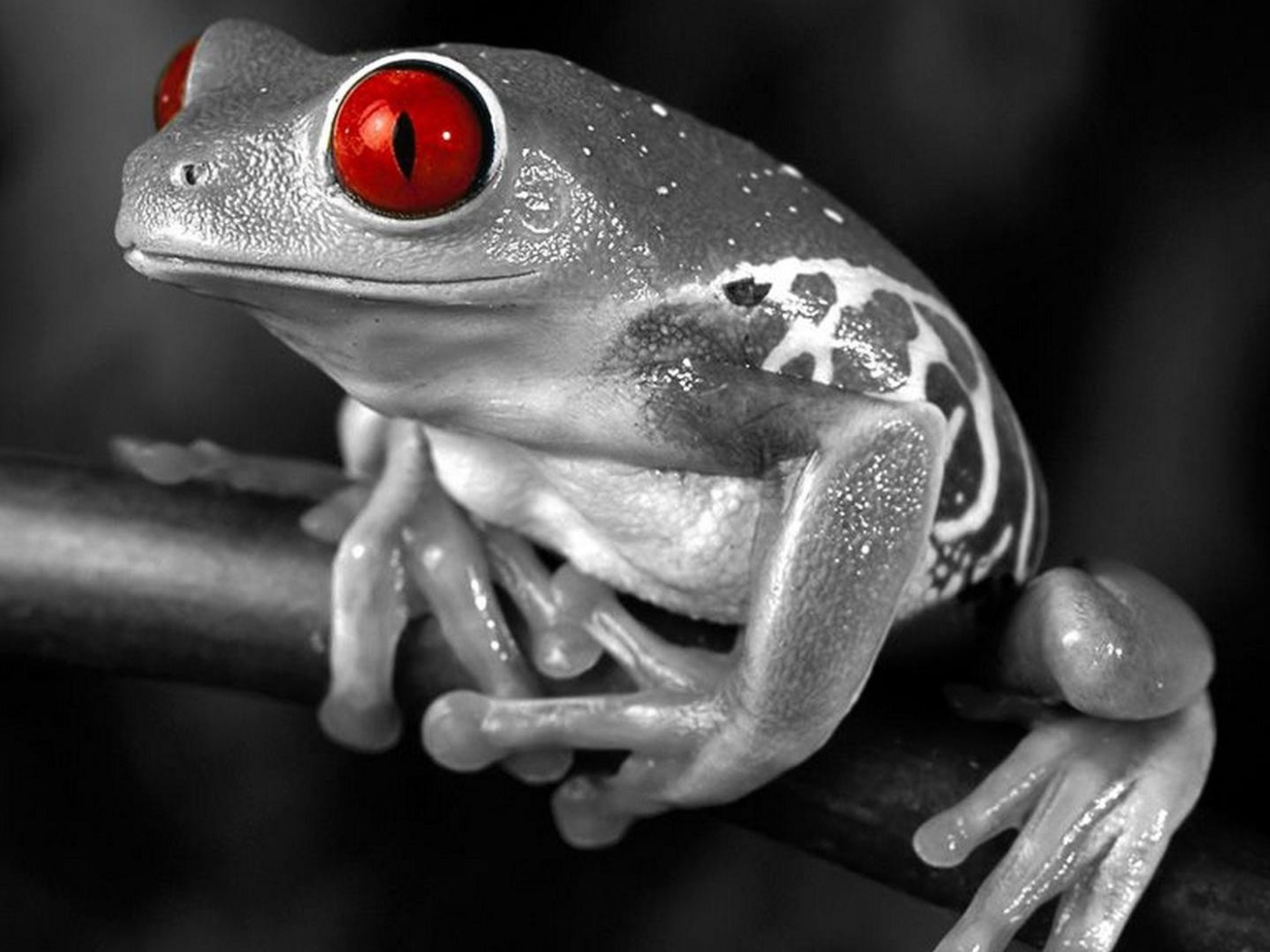 Лягушка с красными глазами