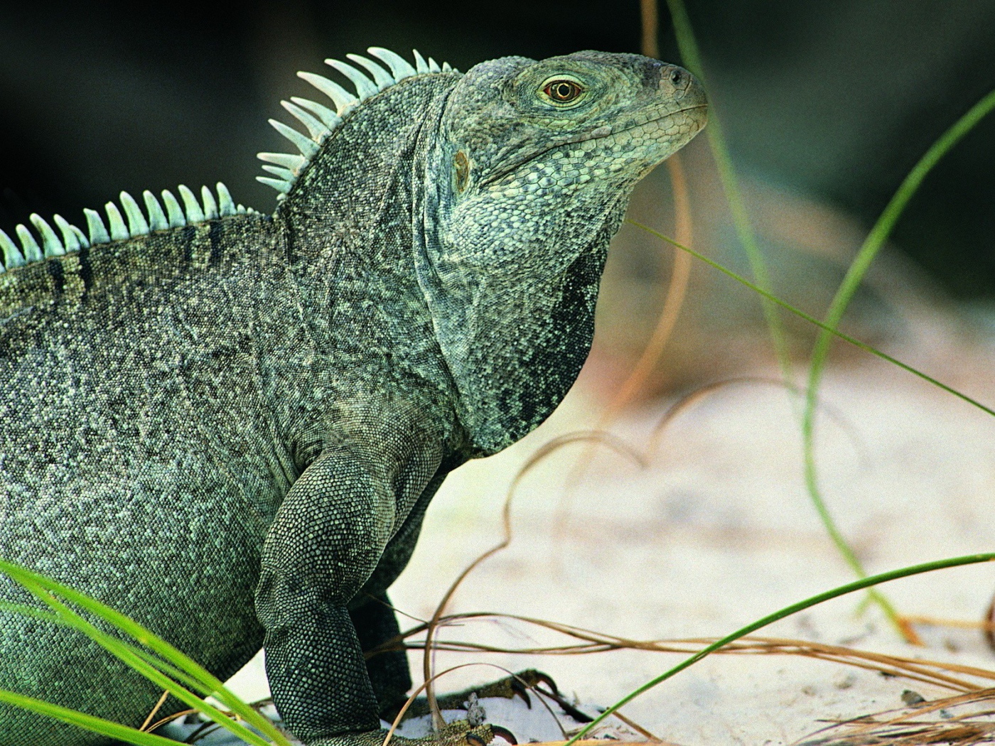 Ящерица Игуана