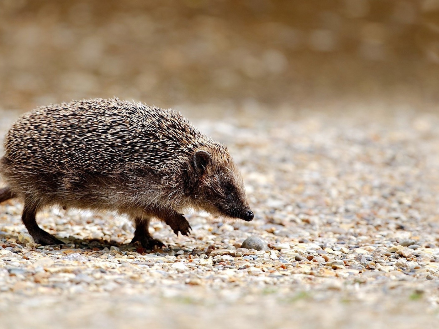 Ёжик бежит по камням