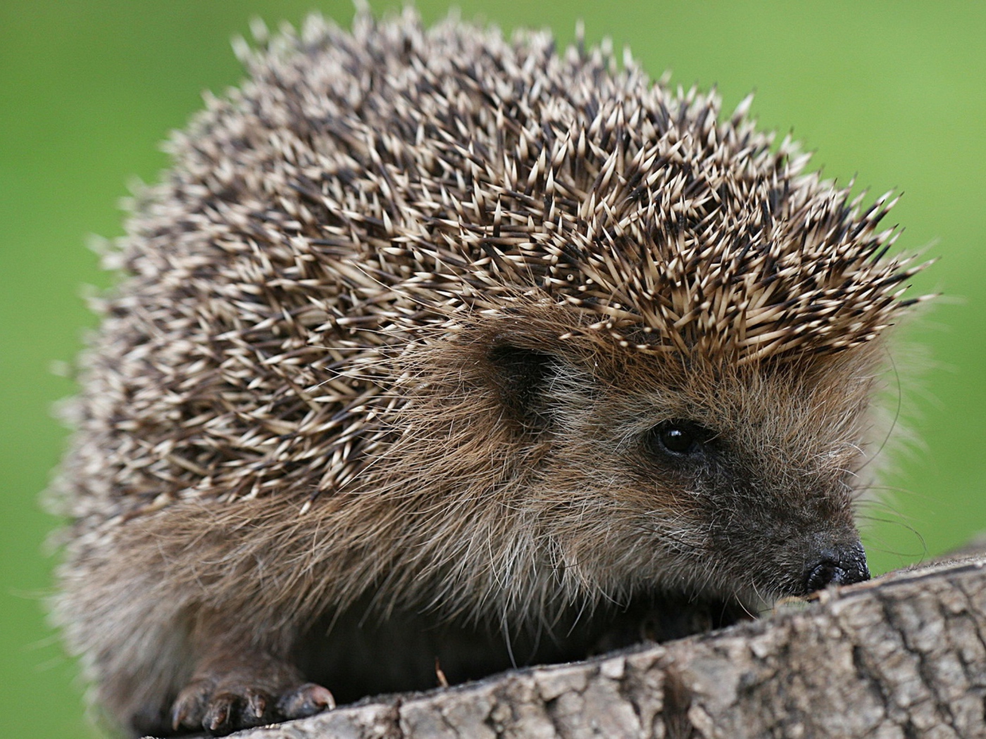 Ёжик сидит на пне