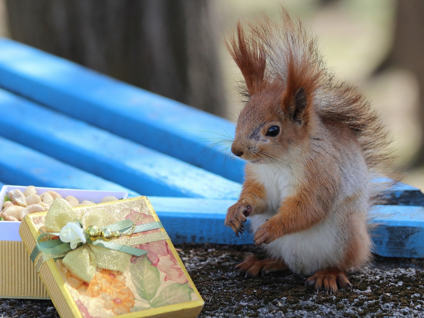 Белка у подарка с орехами