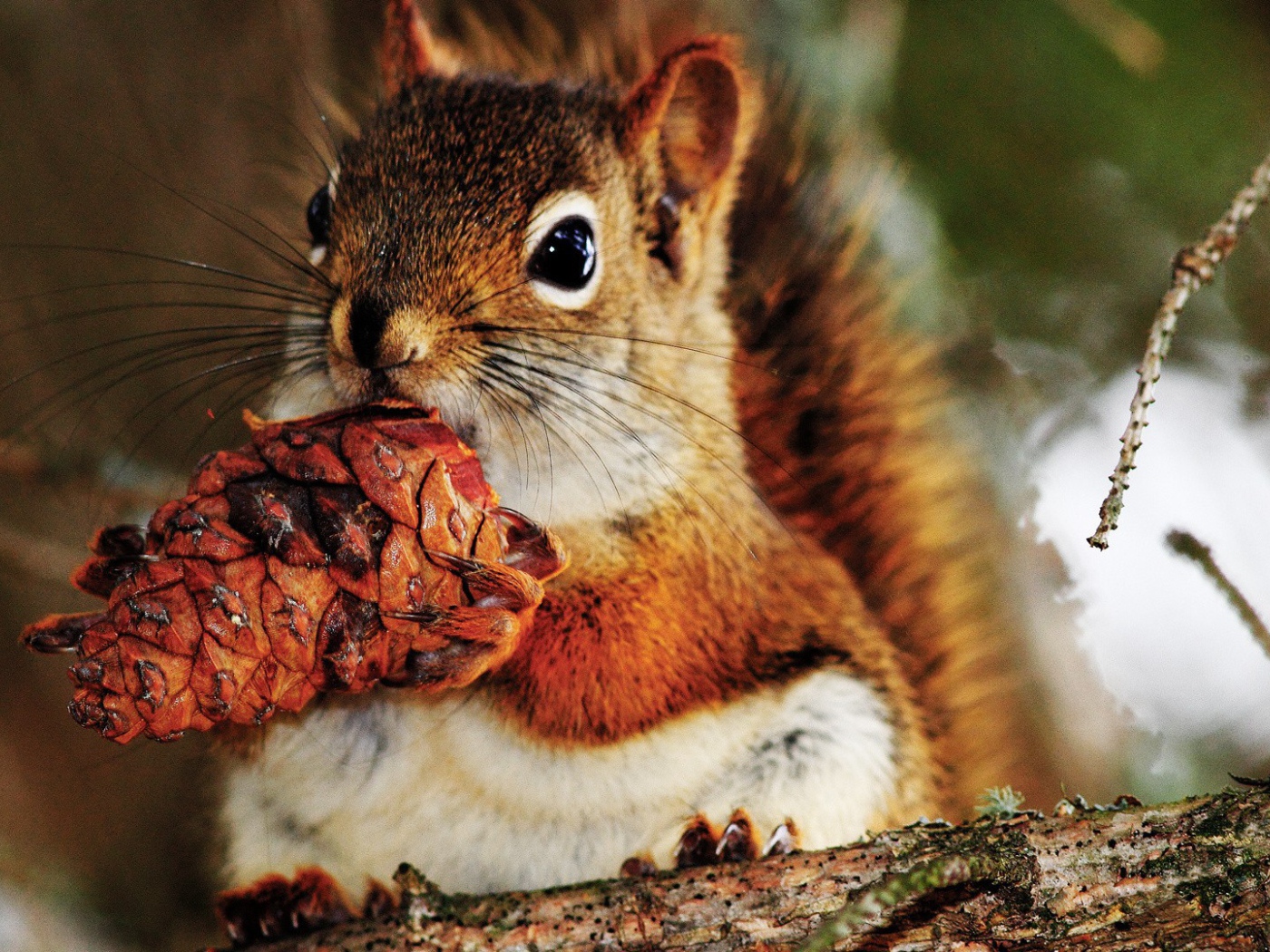 Белка с шишкой