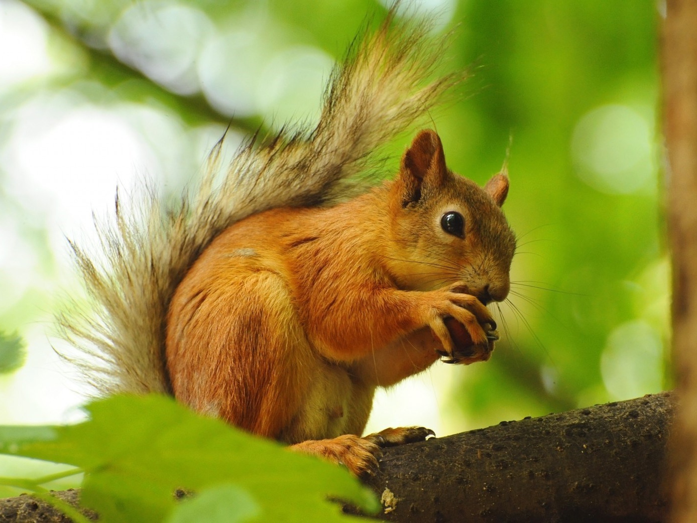 Белка грызет орех