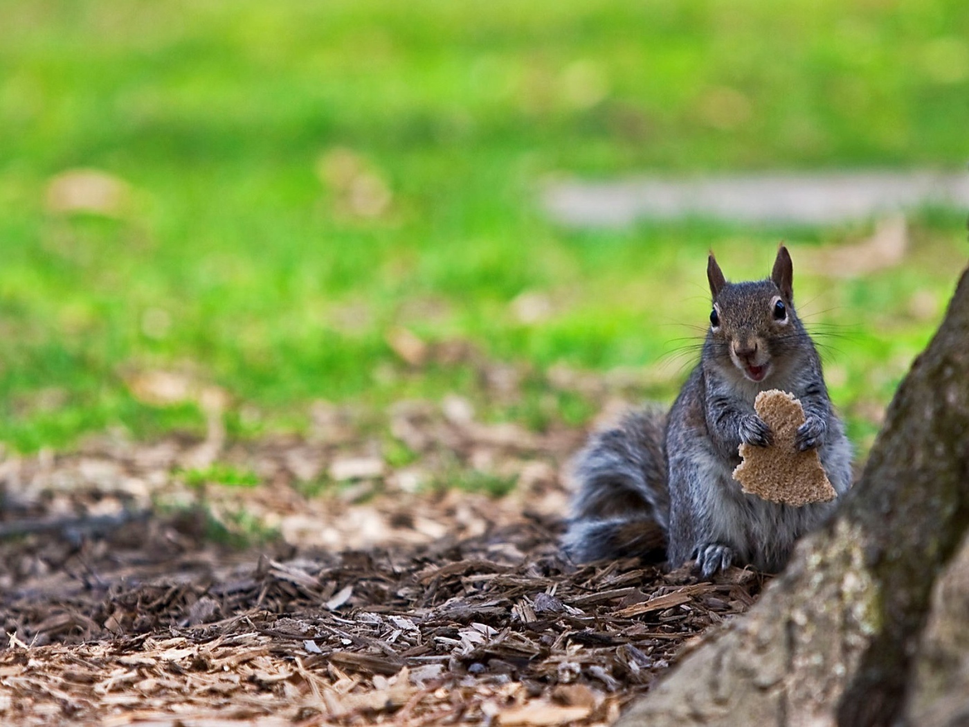 Белка ест хлеб