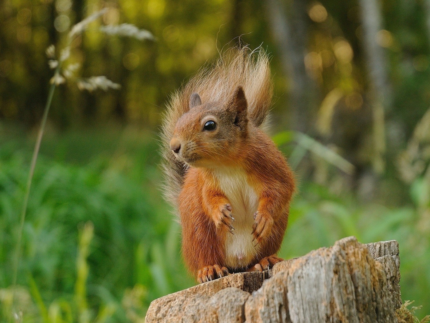 Squirrel sitting on a stump