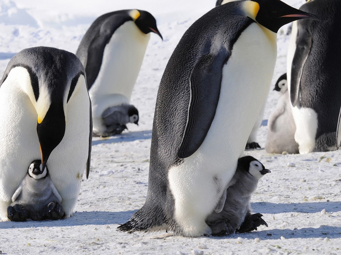 Пингвины с птенцами