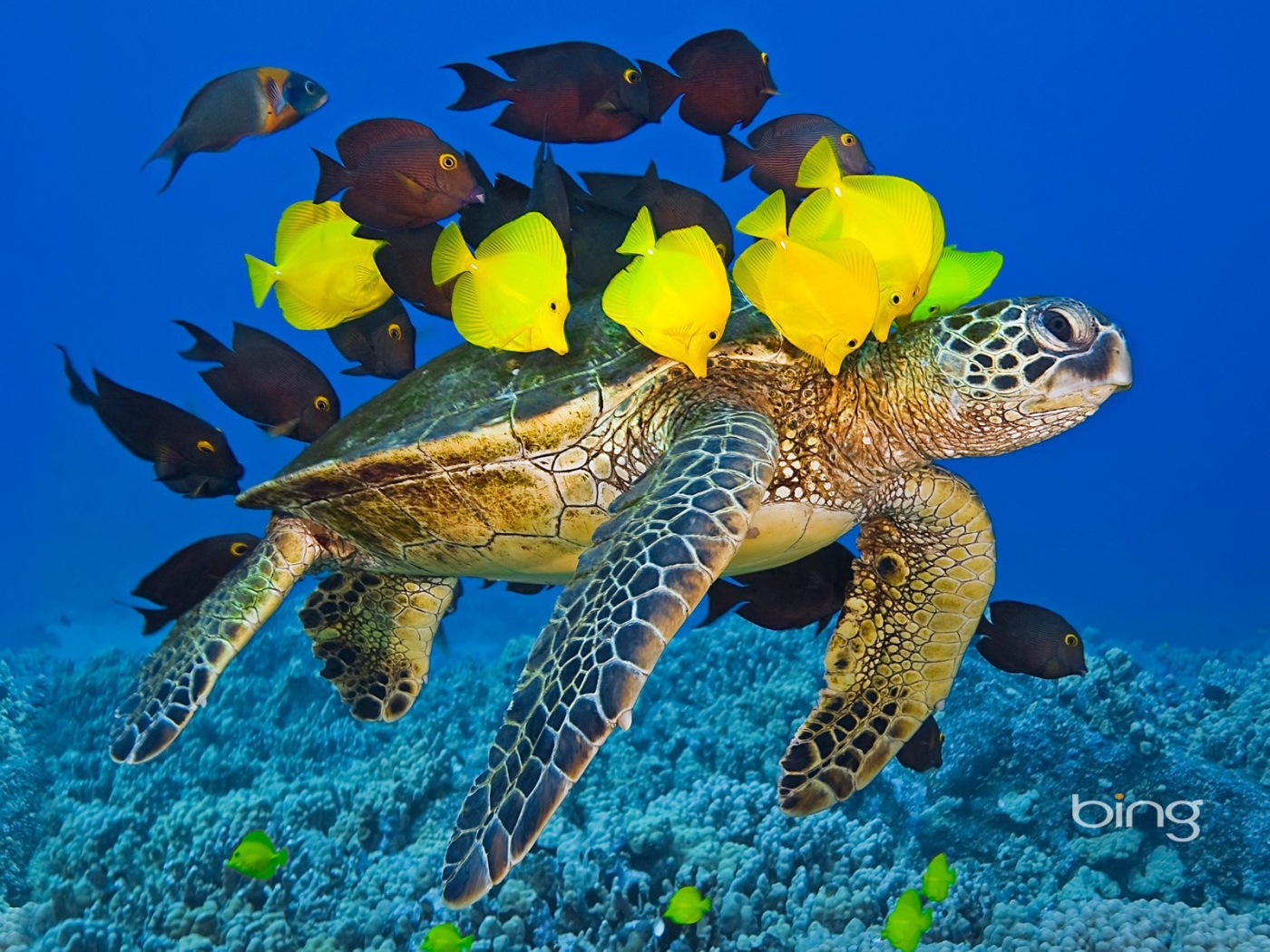 Sea turtle with the fishes