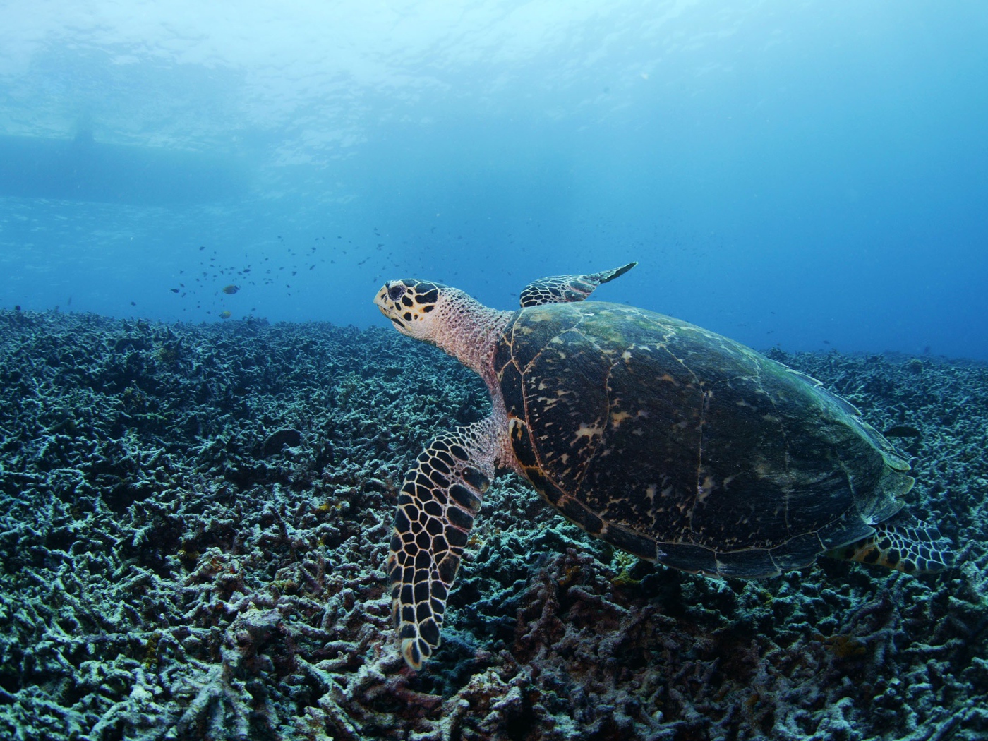 Черепаха на дне
