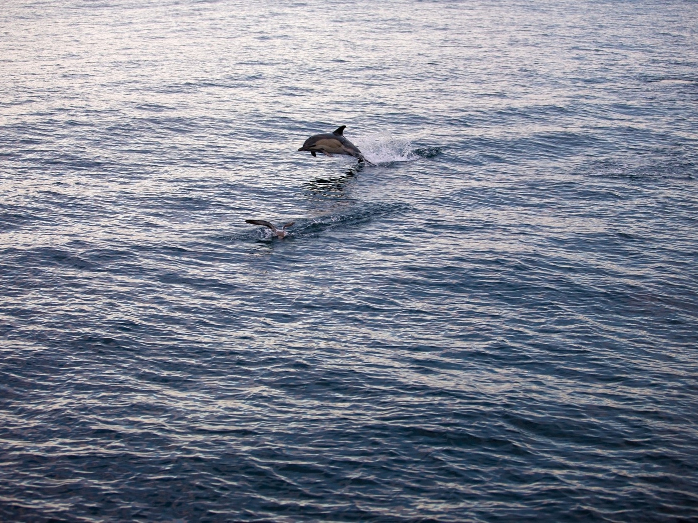 Дельфин выпрыгнул из воды