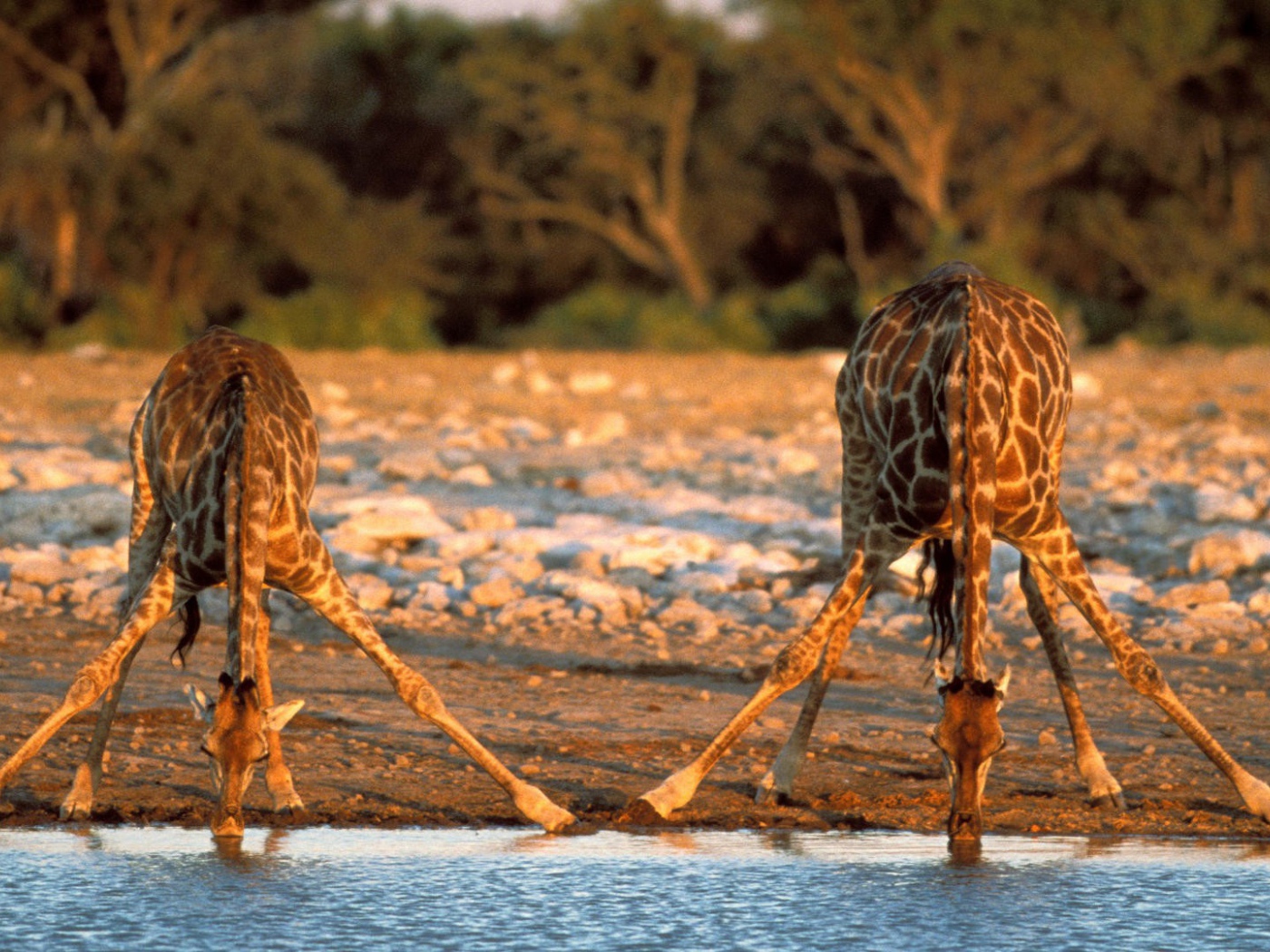 Жирафы пьют воду