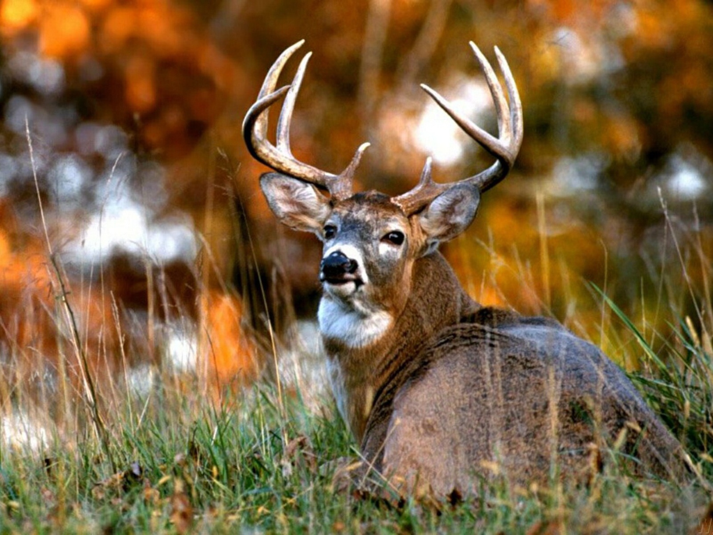 Африканский олень 