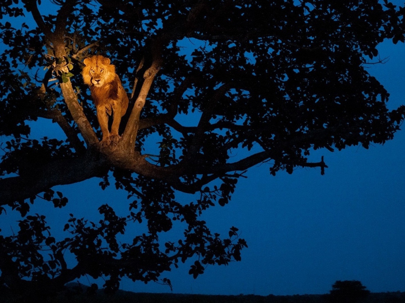 Лев сидит на дереве