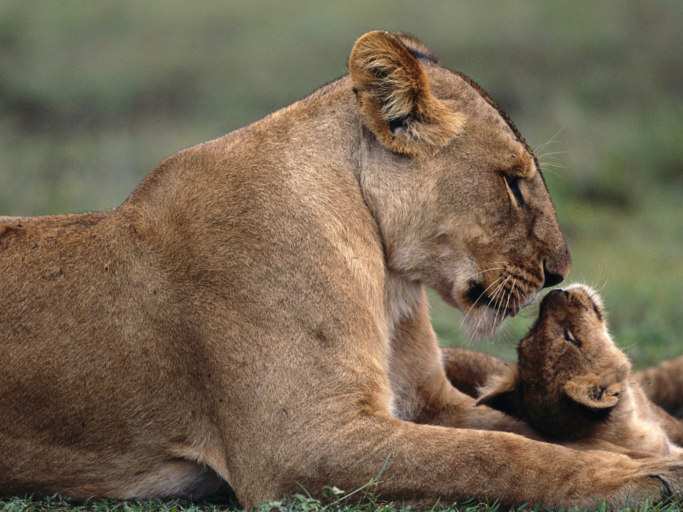 Львица с львенком