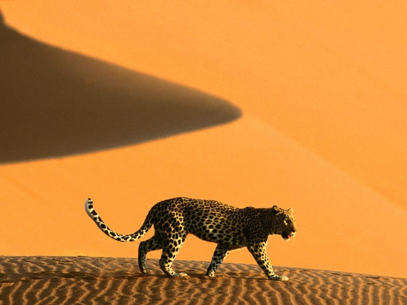 Намибия леопард на дюнах