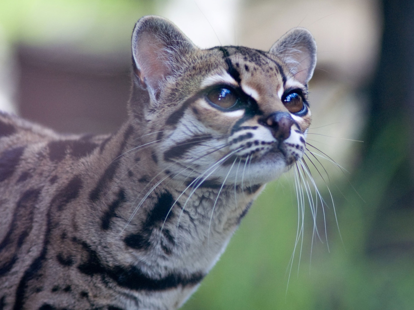Дикая кошка Margay