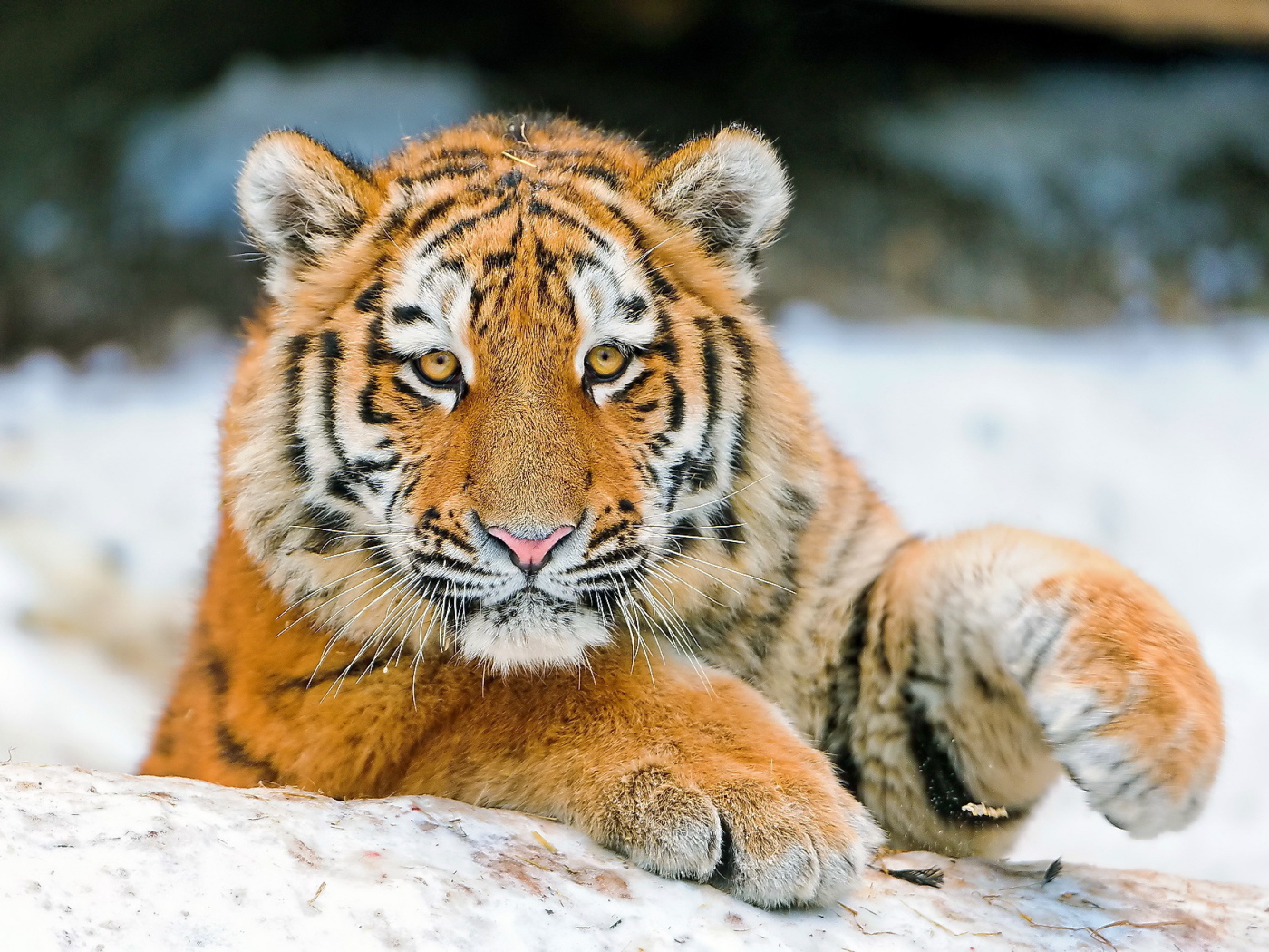 Молодой тигр играет