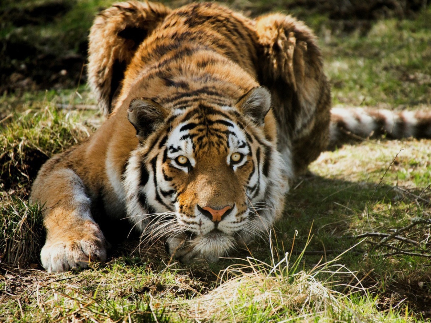 Тигр на охоте