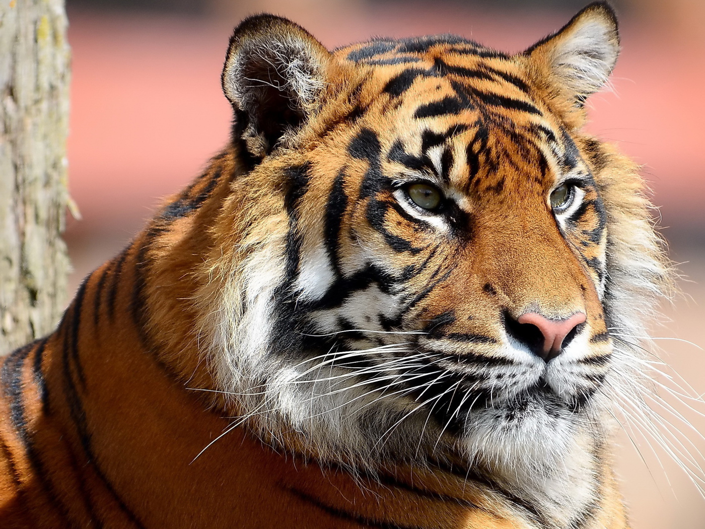 Усатая морда тигра