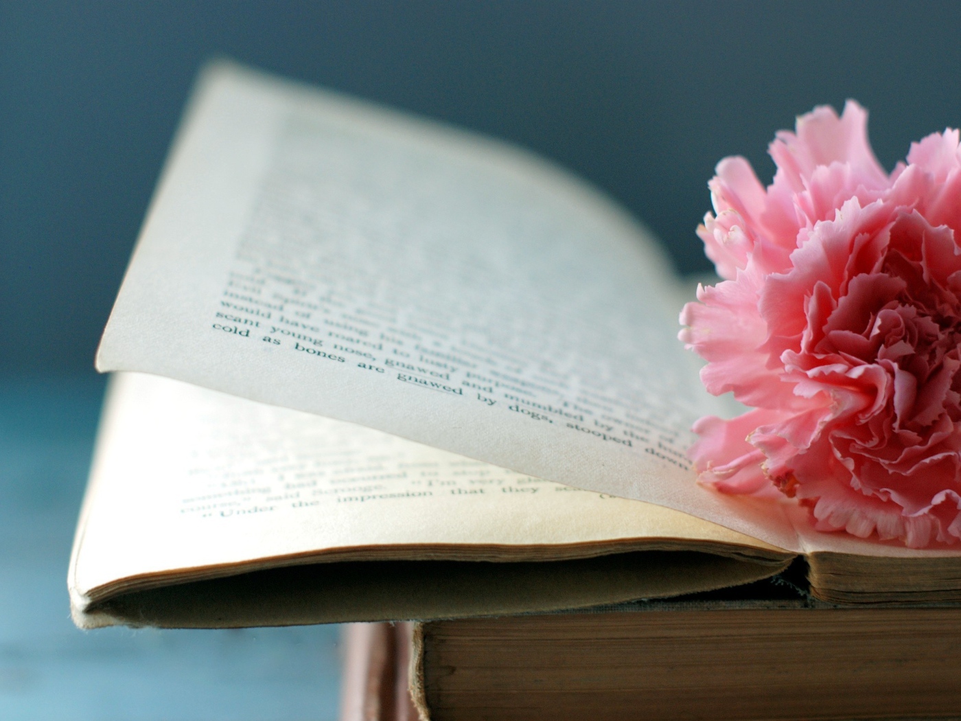 Цветок на книге