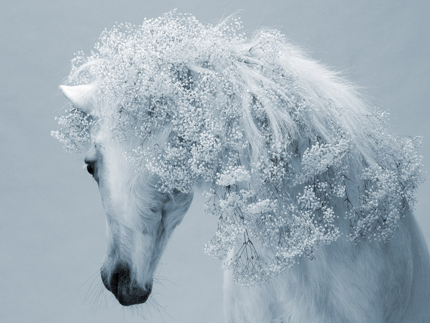 Зимняя лошадь