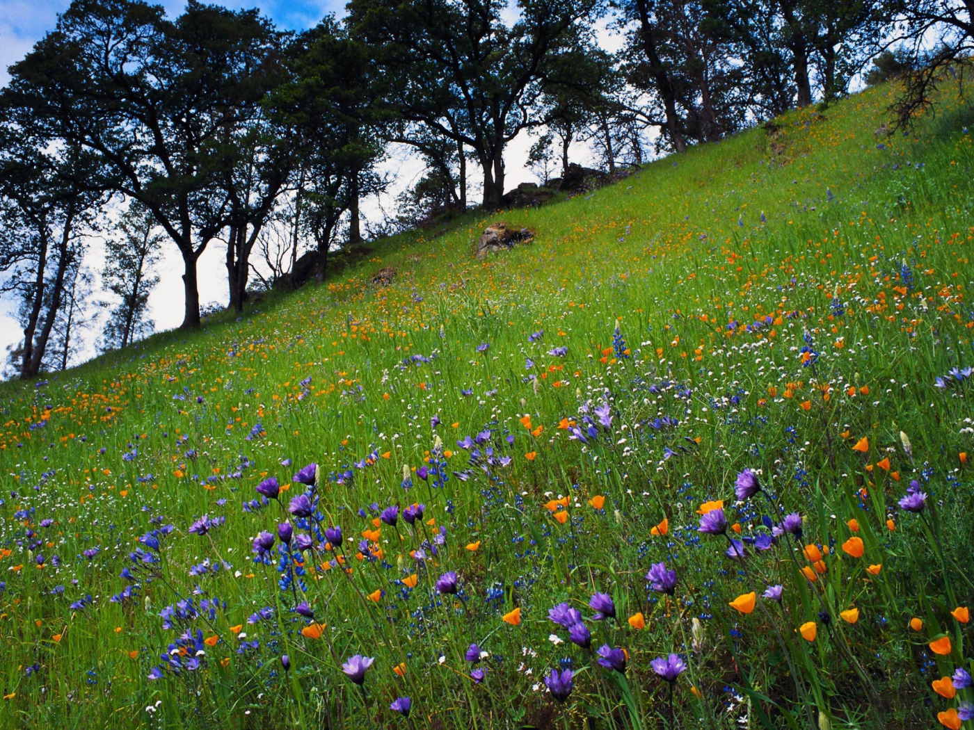 Цветочный склон