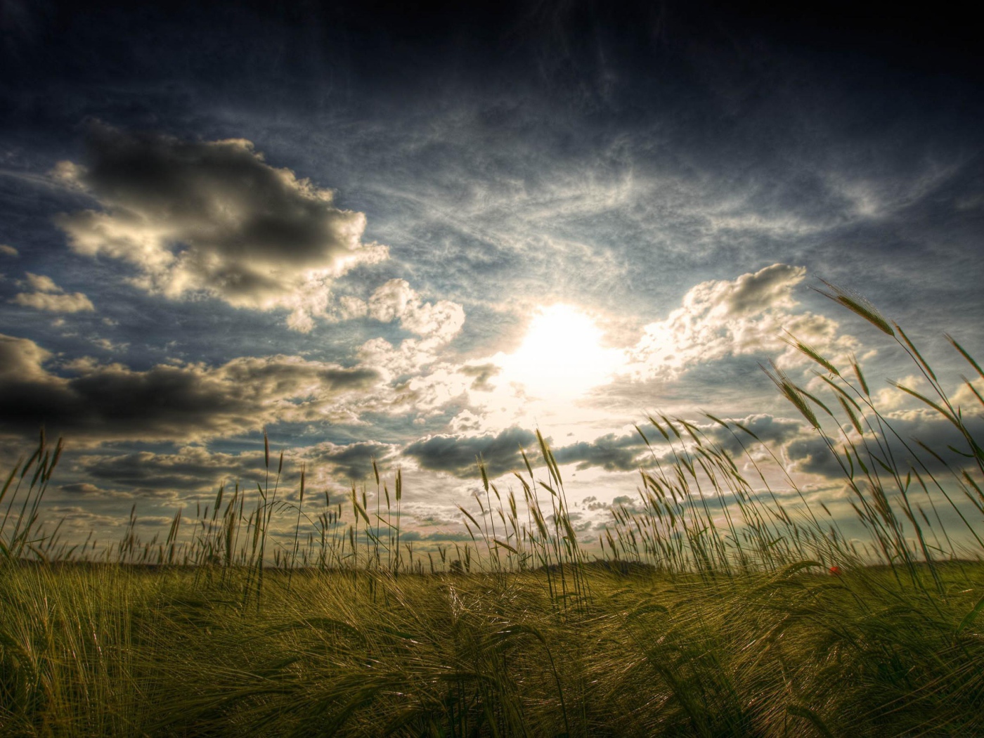 Пшеничное поле летом