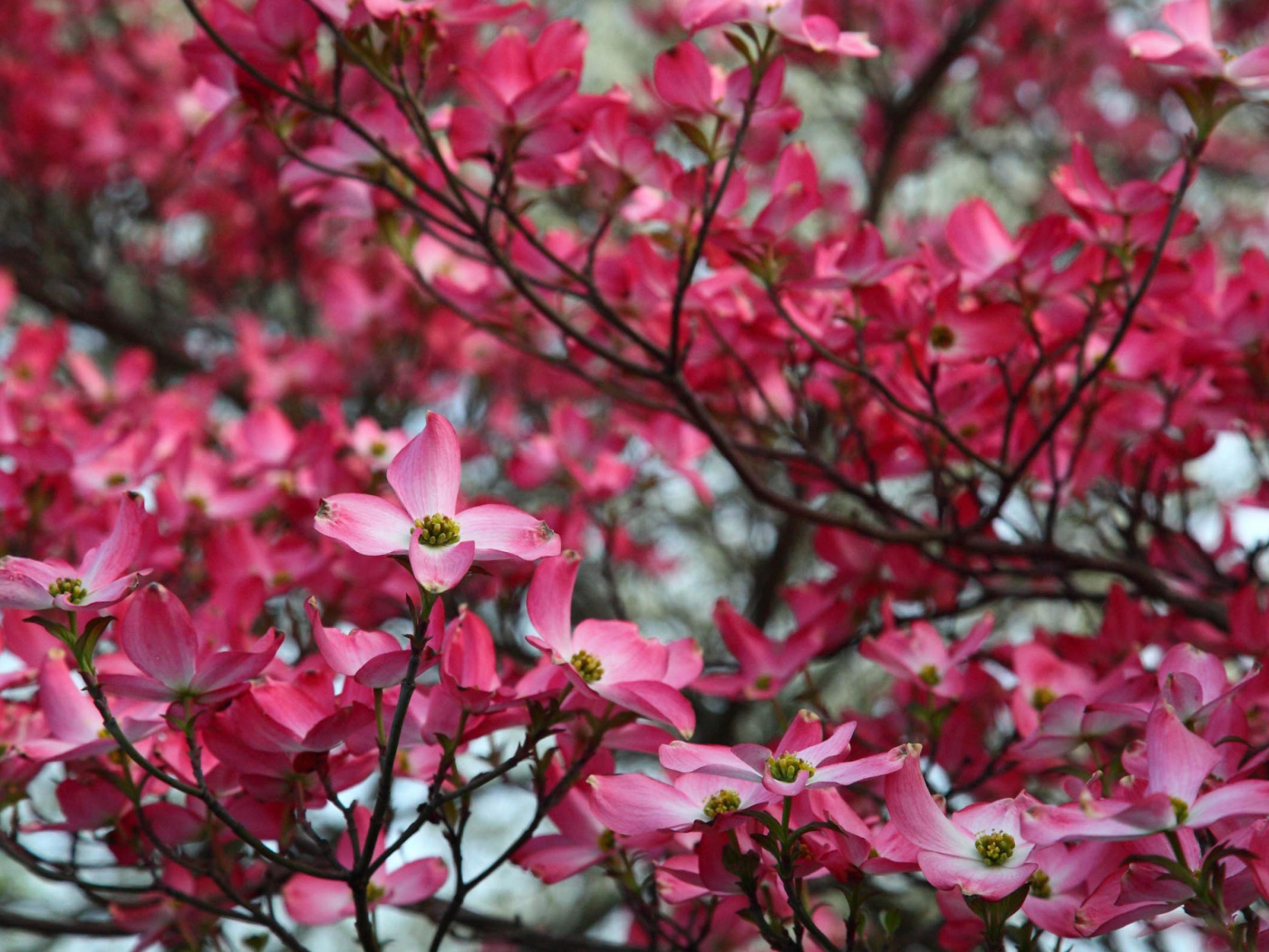 Веточка розовых цветов