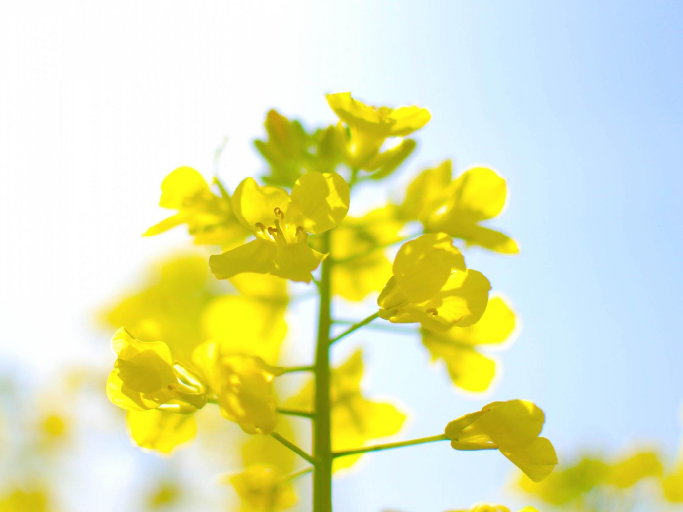 Нежные цветы