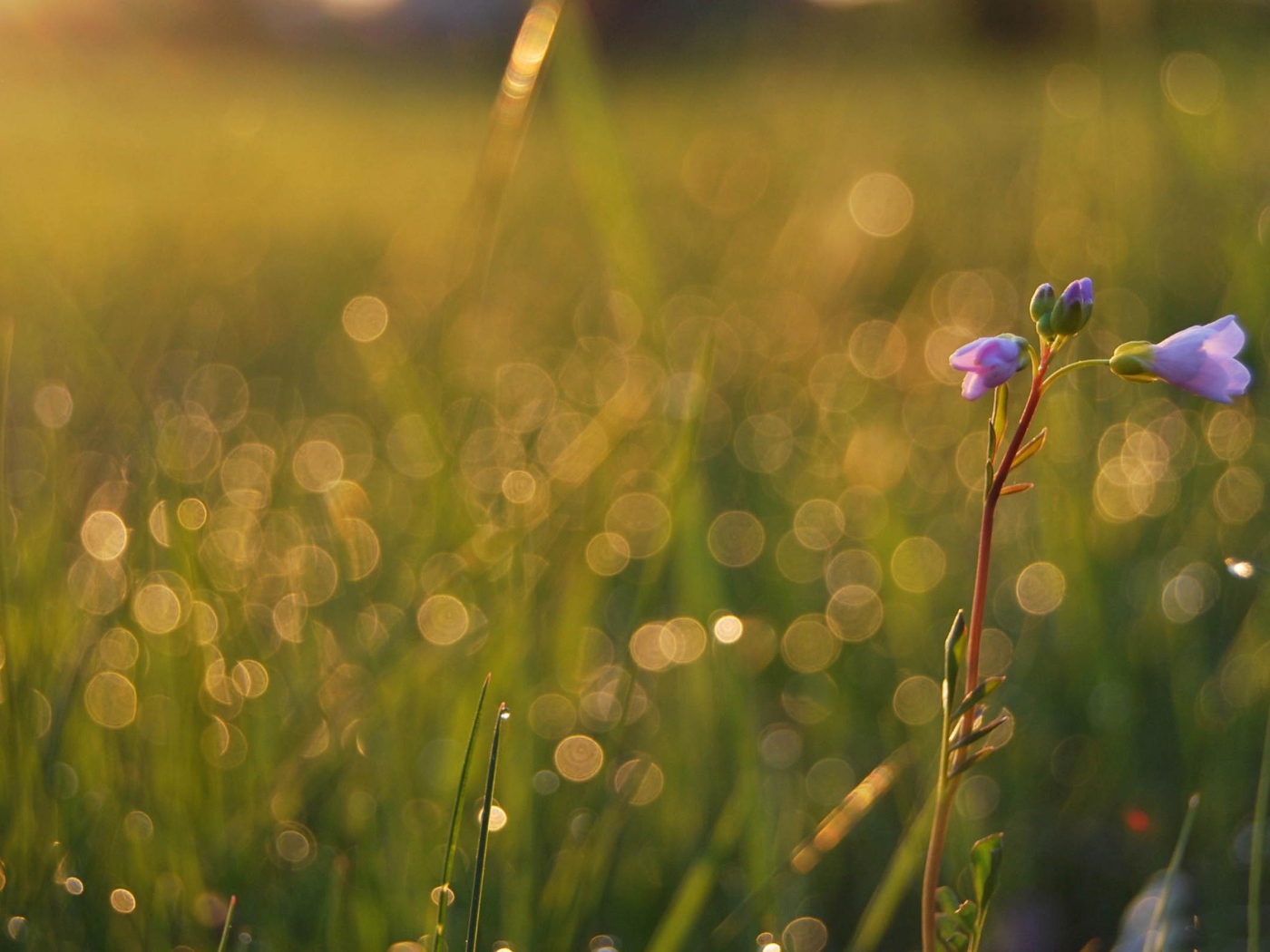 Одинокий цветочек