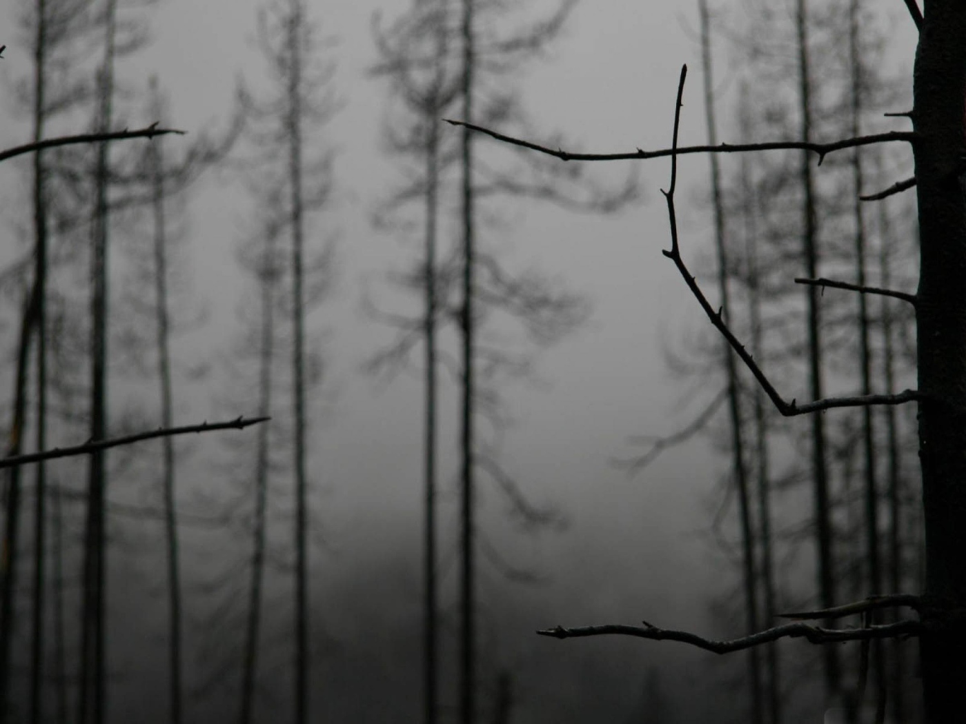 Ветки деревьев зимой