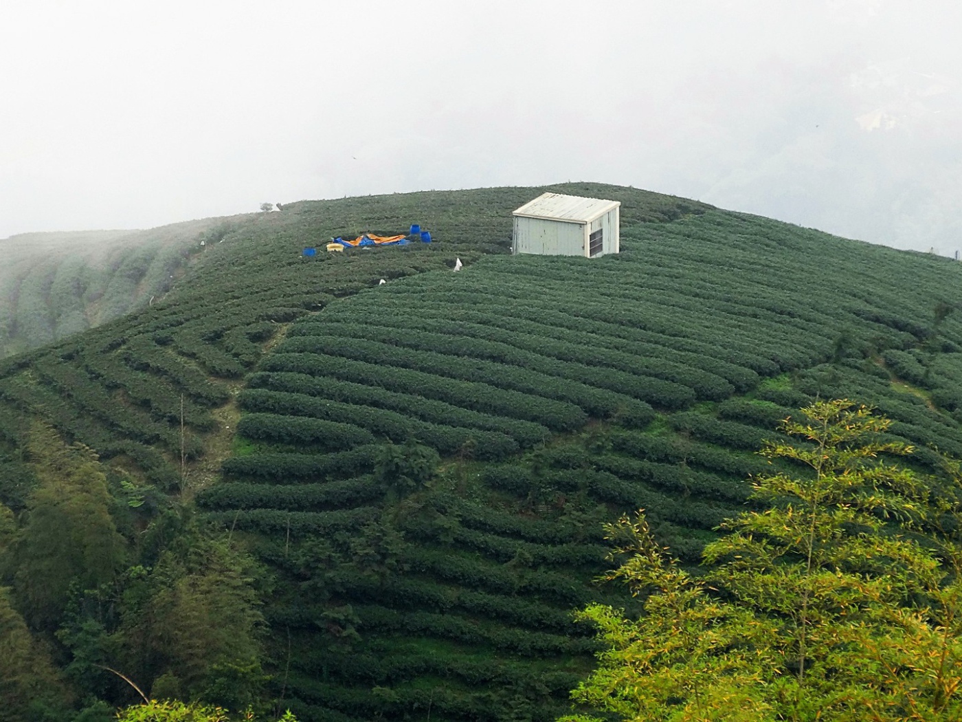 Горные плантации