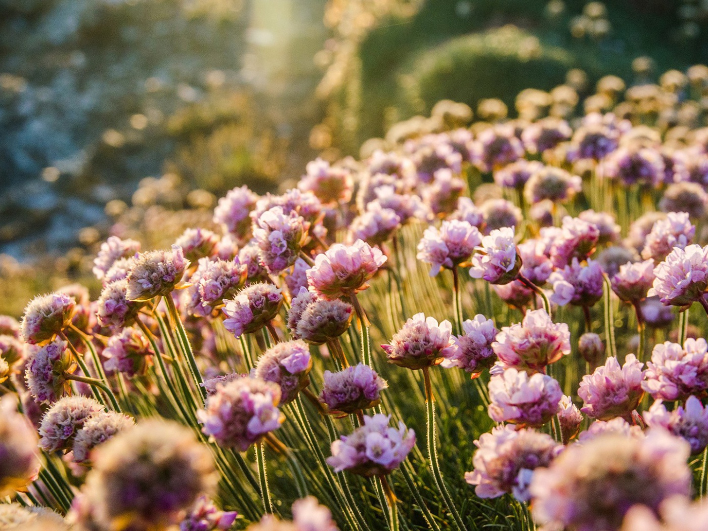 Море цветов