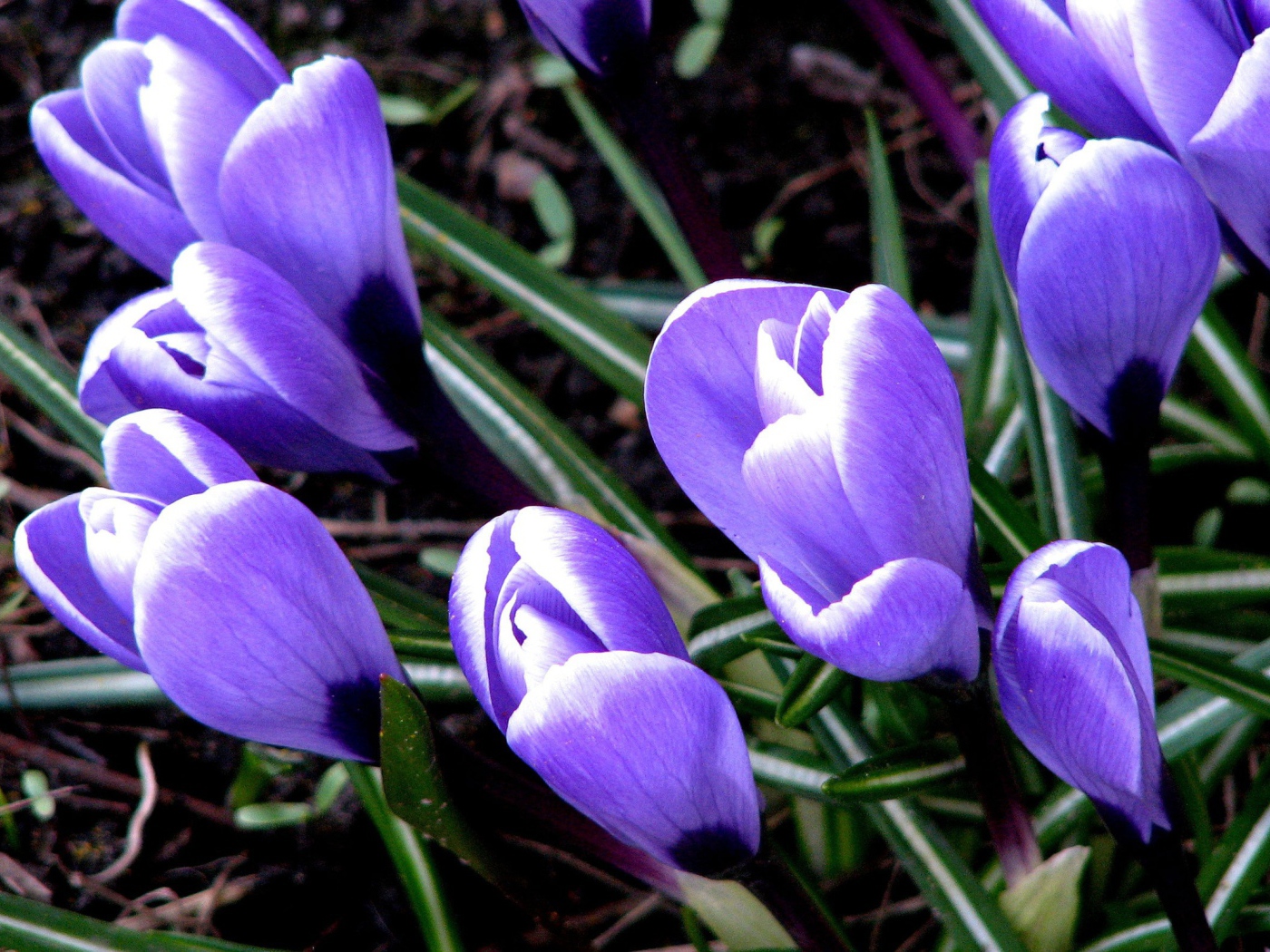 Цветут Крокусы