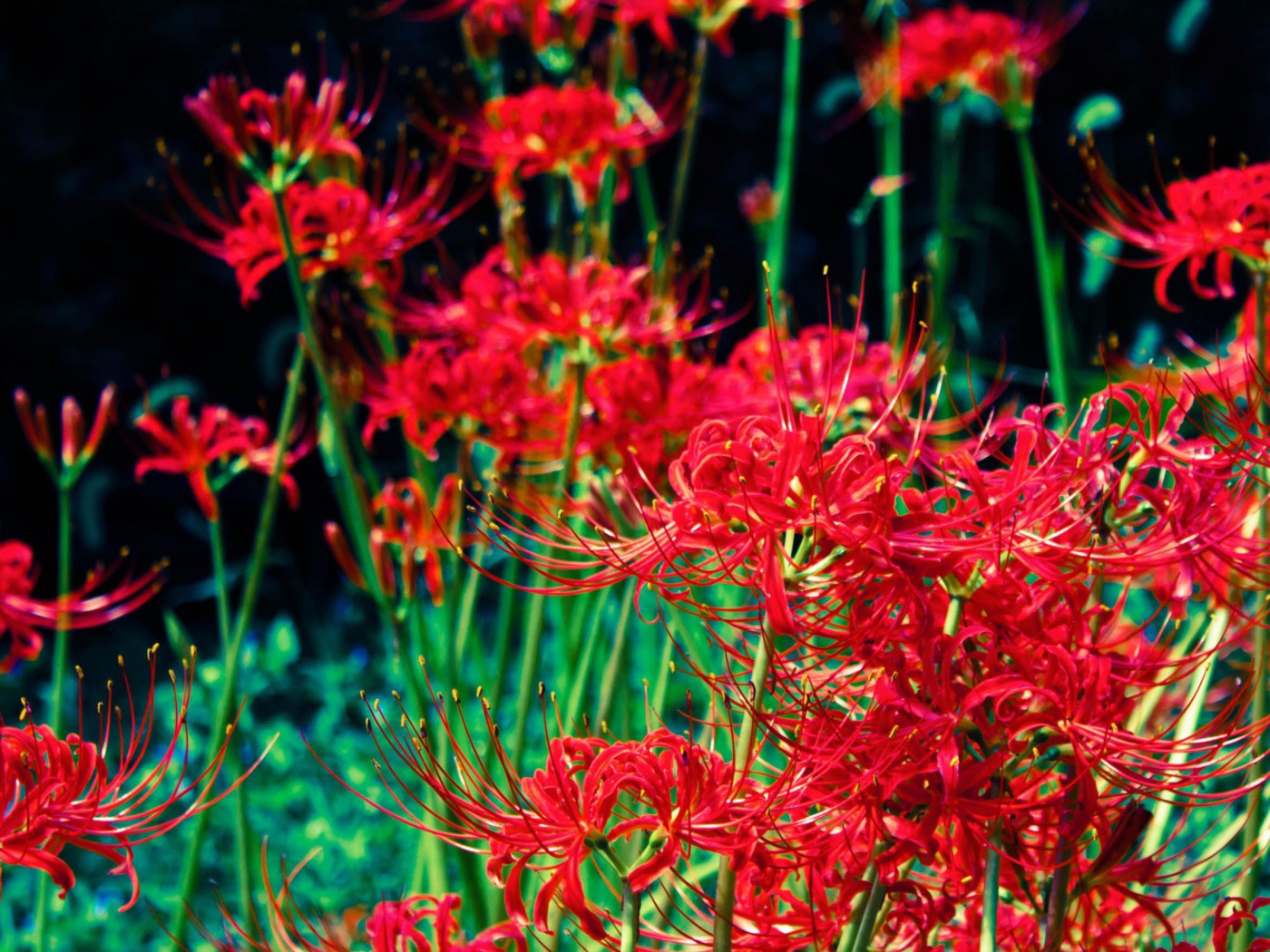 Яркие красные цветы