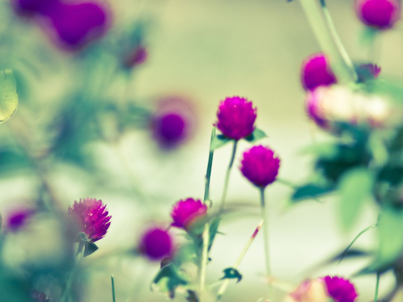 Бабочка на сиреневом цветке