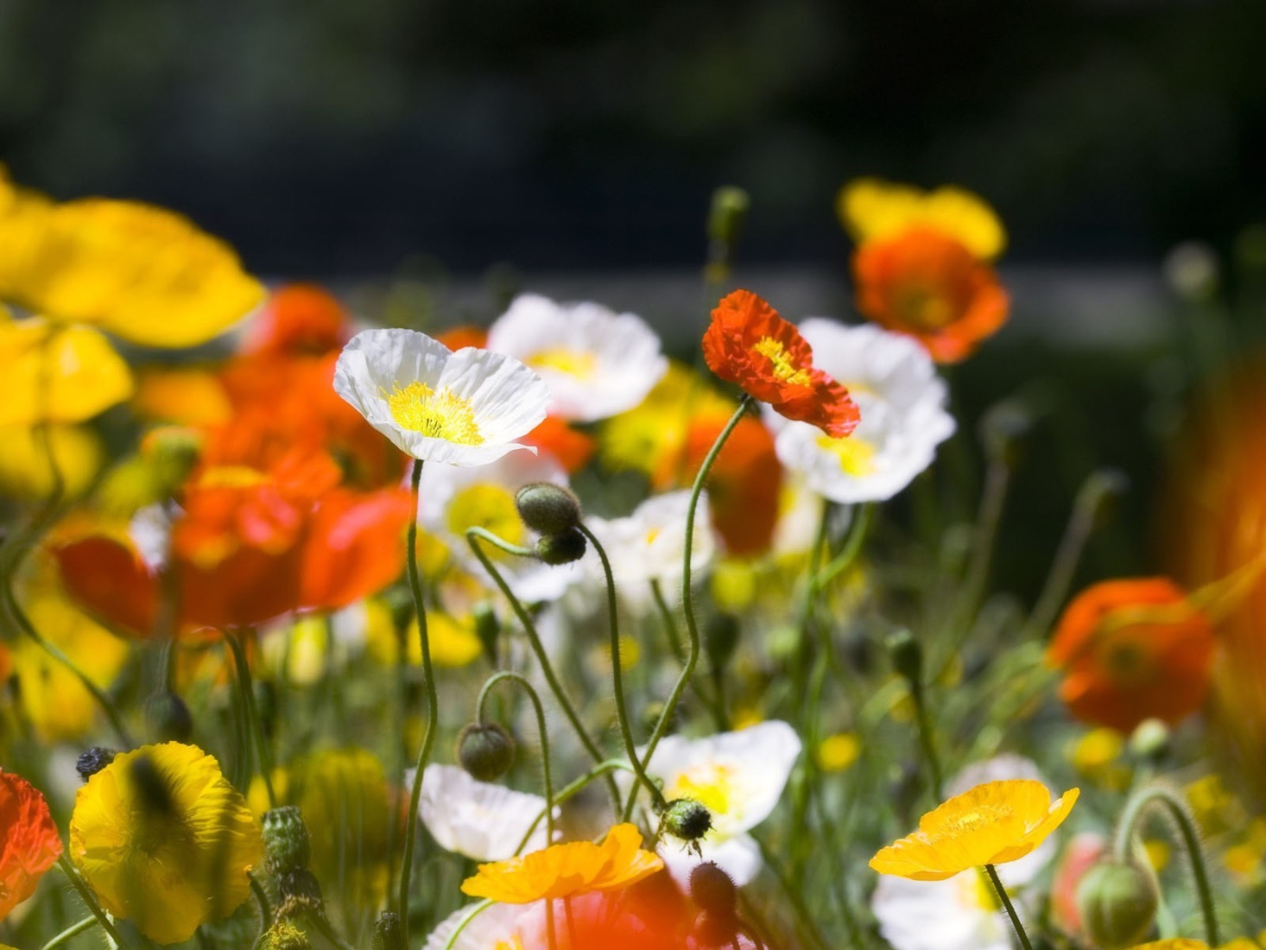 Разноцветное Маковое поле