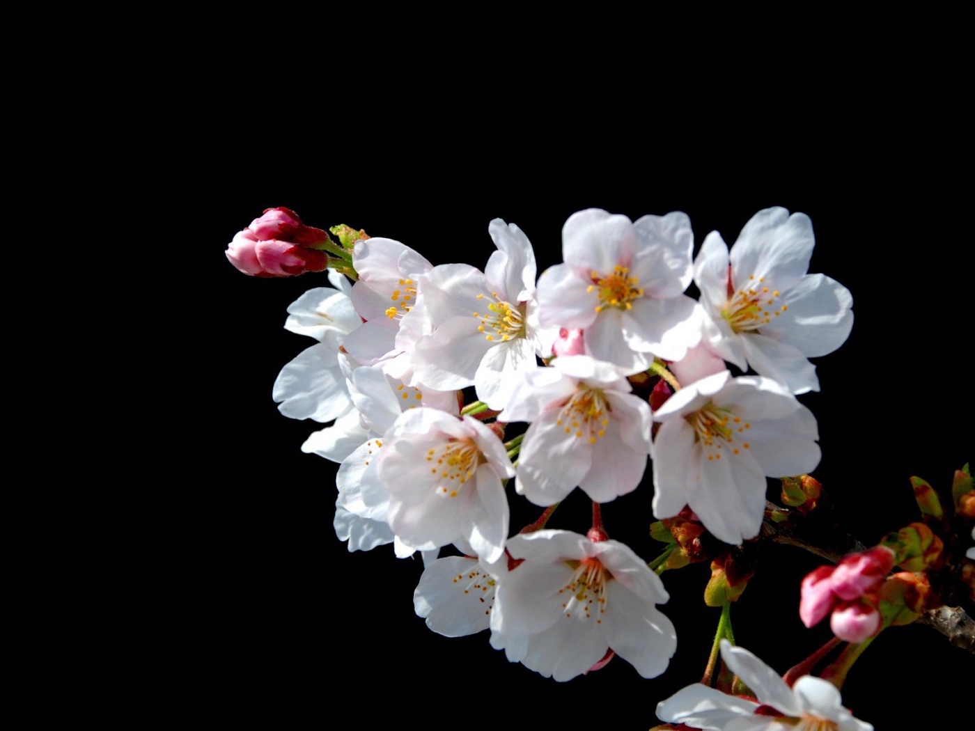 Цветы Японской вишни на черном фоне